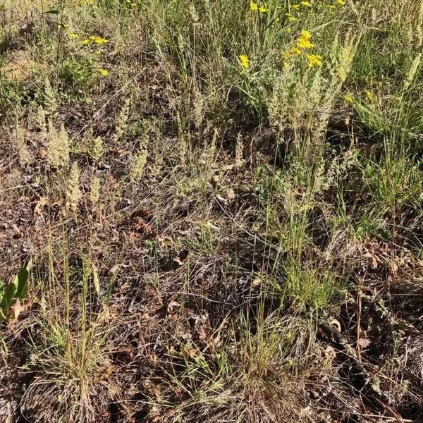Koeleria macrantha (Prairie Junegrass) Seed Packet WW