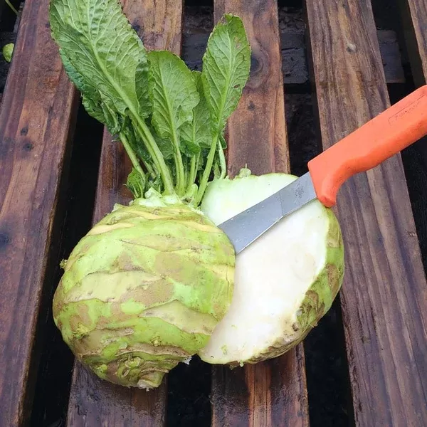 Kohlrabi 'Superschmelz' (Brassica oleracea) - Seed AS