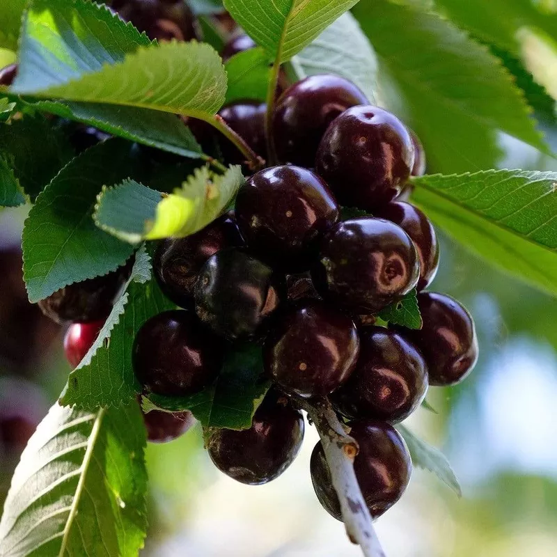 ‘Kordia’ Cherry Tree|Patio Tree in a 4.5L Pot|2 Year Old Tree in a 9L Pot|Half-Standard Air-PotGrownTree – 6/8cm Girth Trunk|2 Year Old Bare Root Tree|Half-Standard Bare Root Tree – 6/8cm Girth Trunk