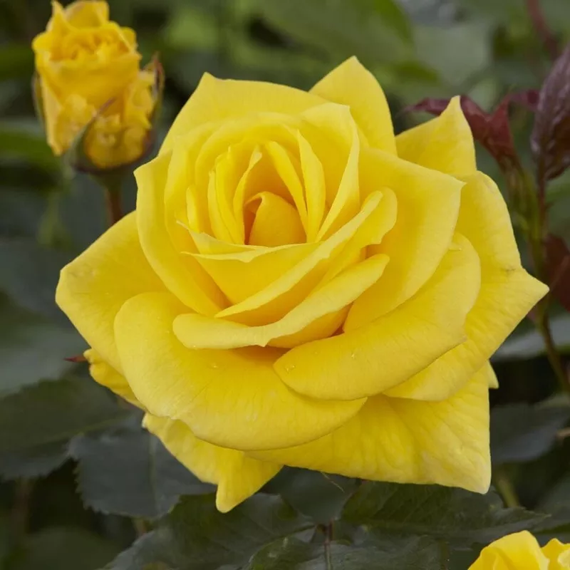 ‘Korresia’ Floribunda Rose|Plant in a 4.5L Pot|3 Plants in 4.5L Pots