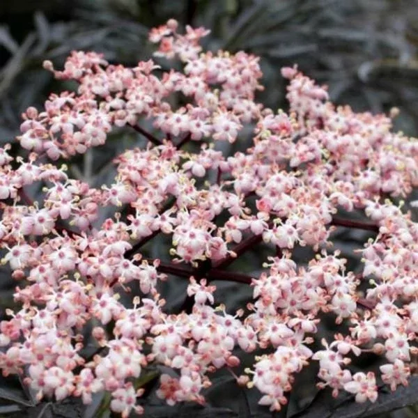Laced Up Elderberry