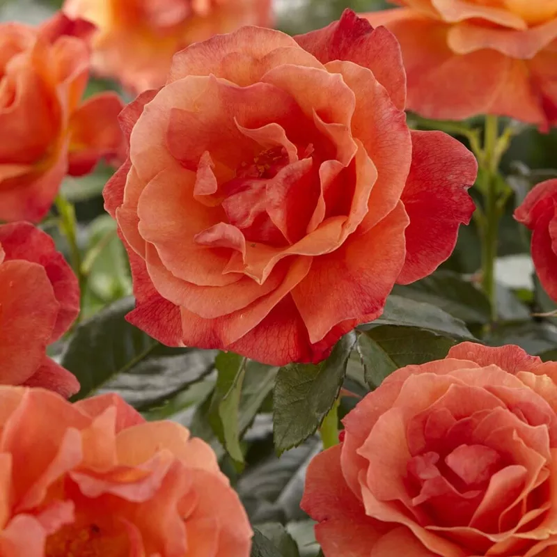 ‘Lady Love’ Hybrid Tea Rose|Plant in a 4.5L Pot|2 Plants in 4.5L Pots