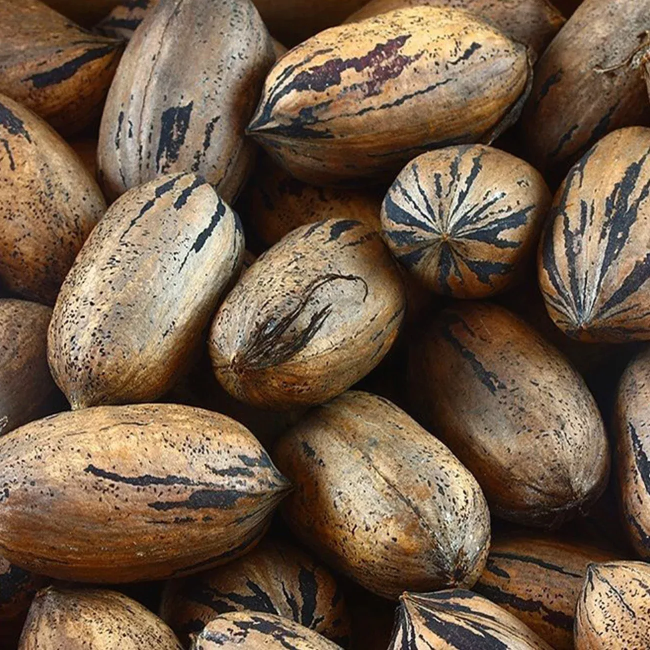 Lakota Pecan Tree | Type 2 Pollinator