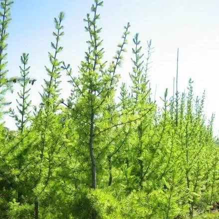 Larix occidentalis (Western Larch)