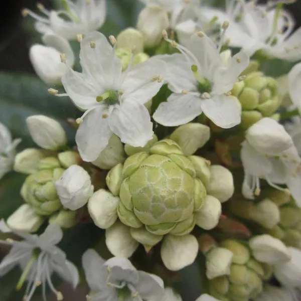 Ledum glandulosum (Western Labrador Tea)