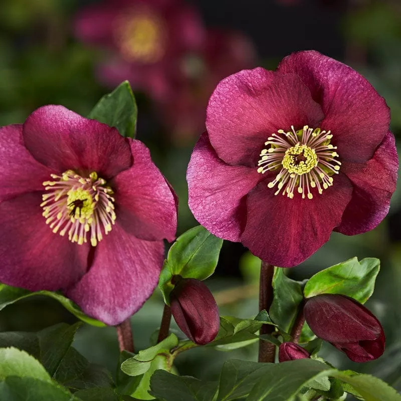 ‘Leona’ Helleborus x Lemperii | Hellebore Gold Collection