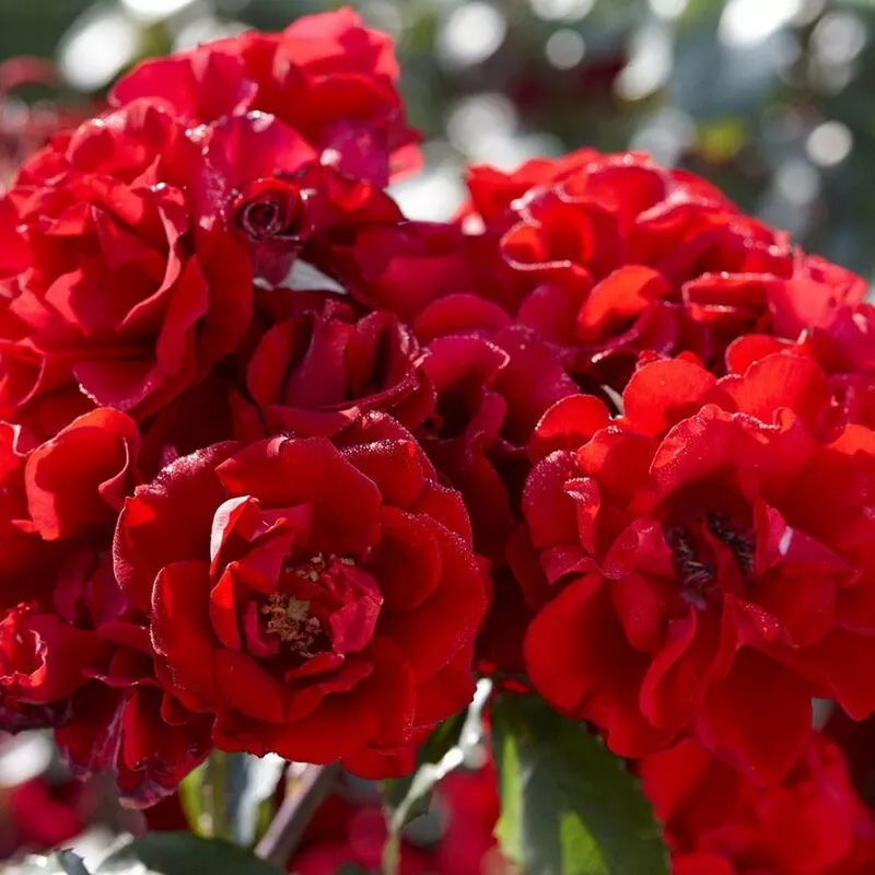 ‘Lest We Forget’ Shrub Rose|Plant in a 4.5L Pot|3 Plants in 4.5L Pots