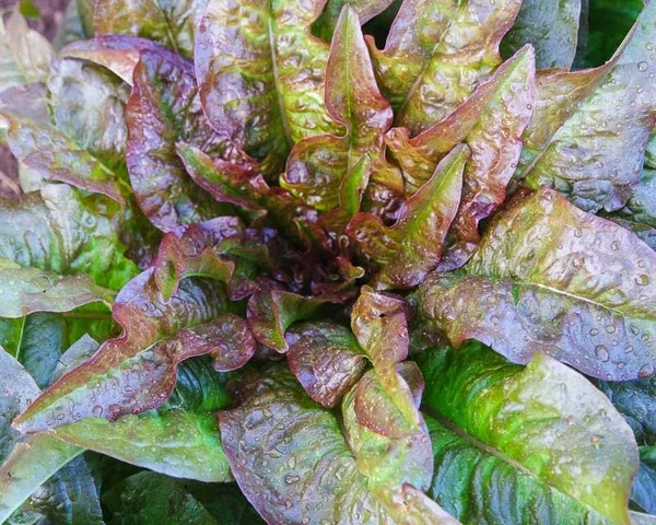 Lettuce 'Ear of the Devil' (Lactuca sativa) - Seed AS