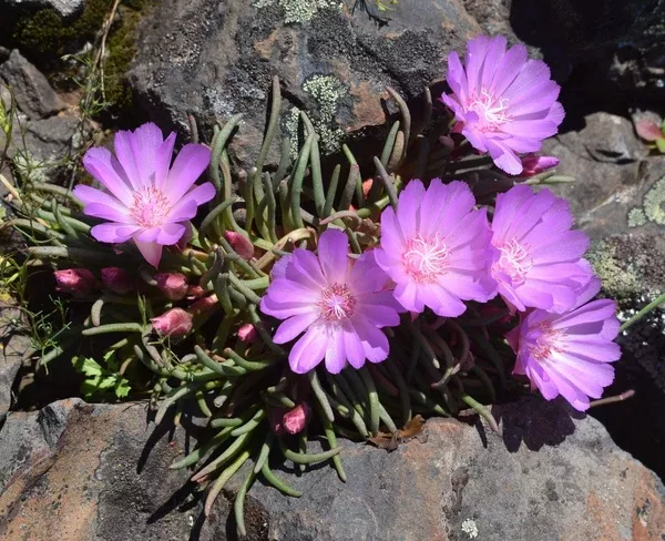 Lewisia rediviva (Bitter Root)