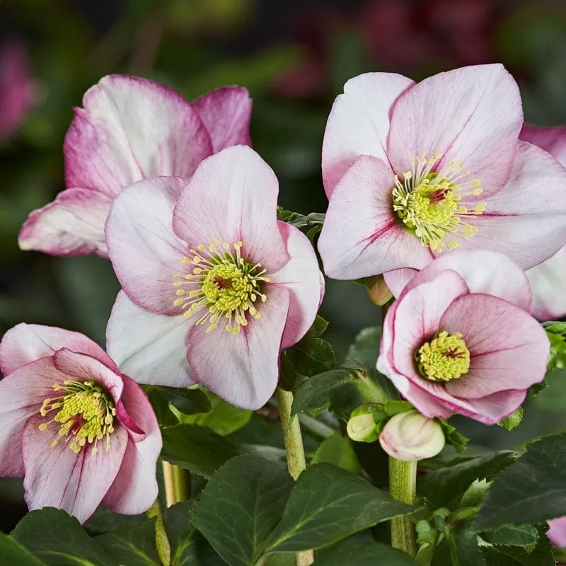 ‘Liara’ Helleborus x Lemperii | Hellebore Gold Collection