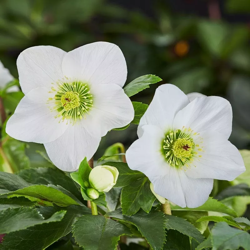 ‘Lisann’ Helleborus x Lemperii | Hellebore Gold Collection