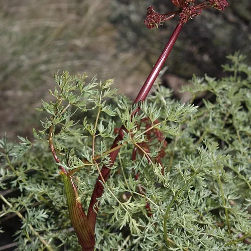 Lomatium dissectum (Fern-leaved Biscuitroot) Seed Packet WW