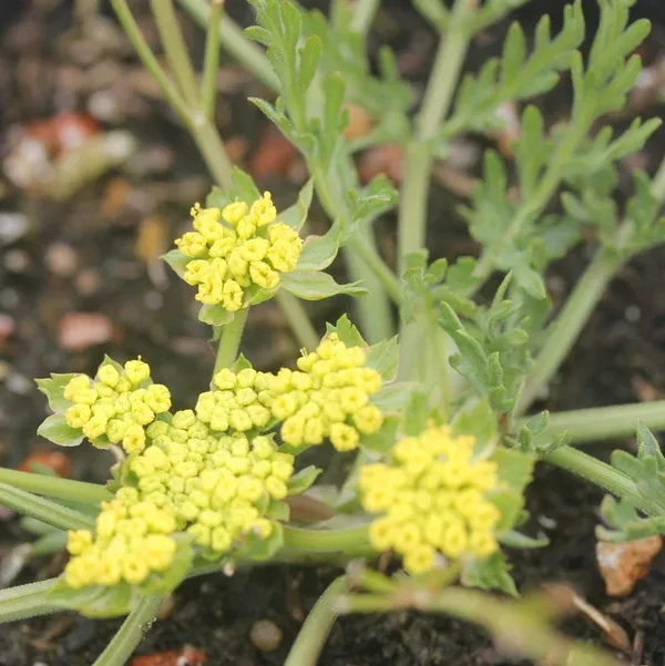 Lomatium utriculatum (Lomatium/Spring Gold) Seed Packet WW