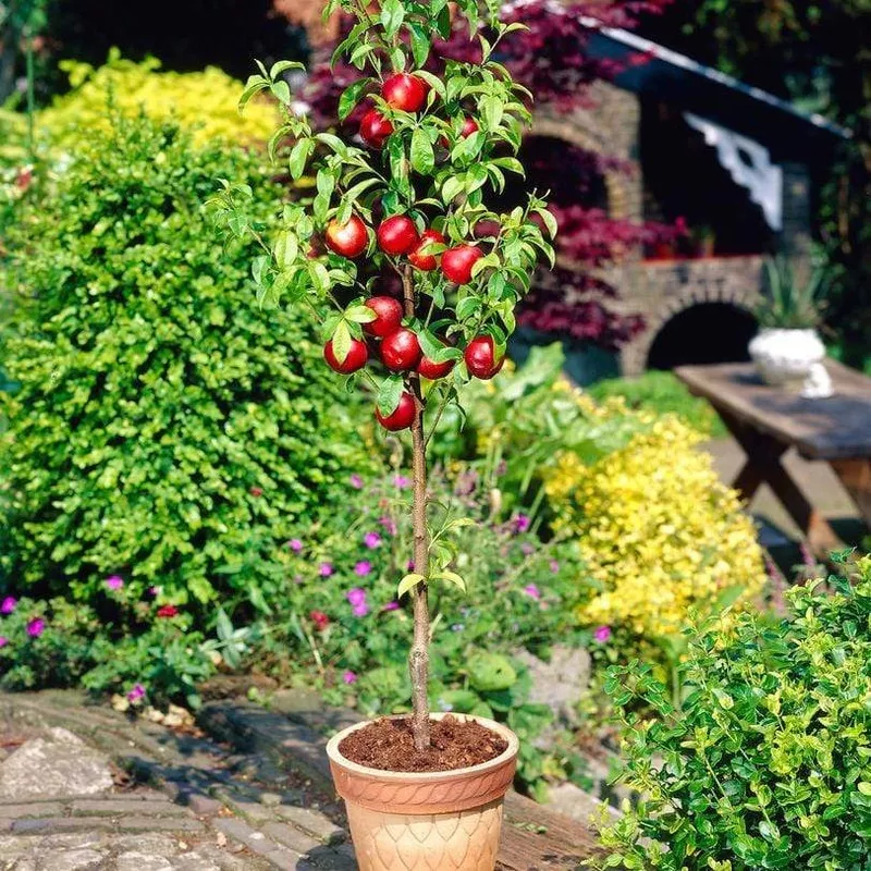 ‘Lord Napier’ Nectarine Tree|Patio Tree in a 4.5L Pot|2 Year Old Tree in a 9L Pot|1 Year Old Bare Root Tree