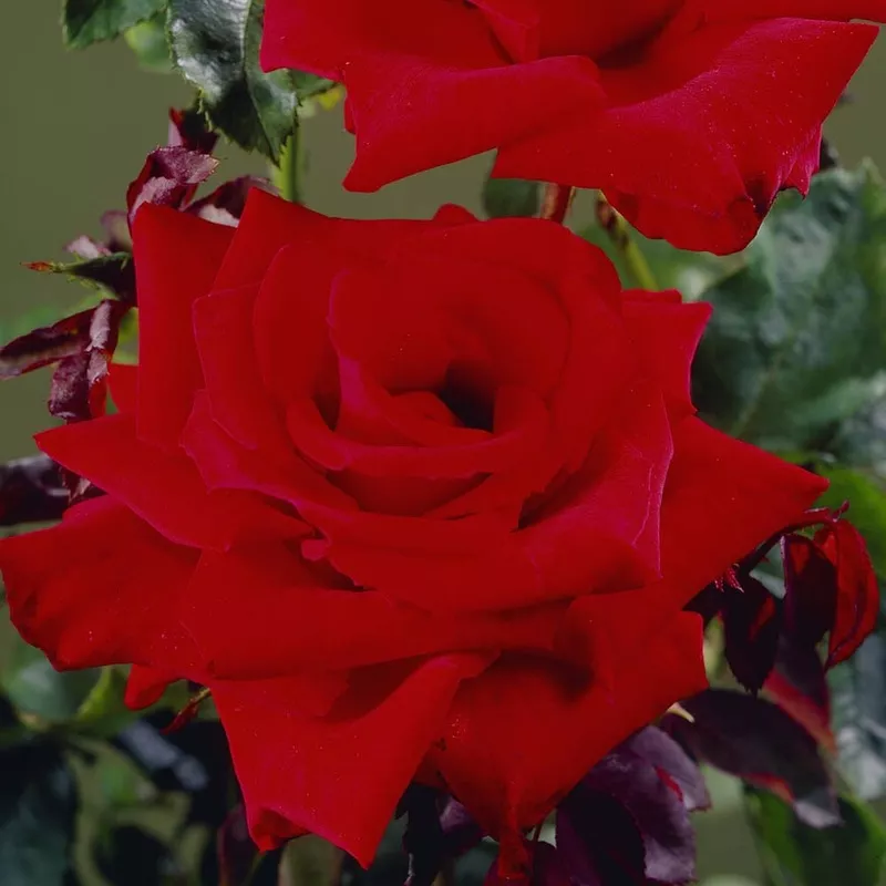 ‘Love Knot’ Climbing Rose|Plant in a 4.5L Pot|2 Plants in 4.5L Pots