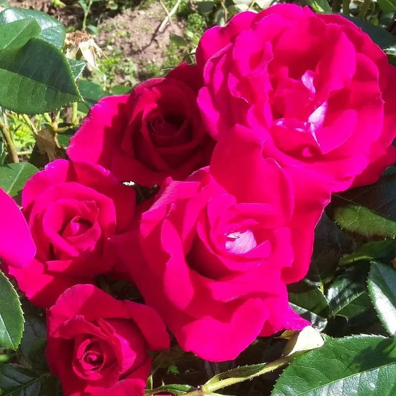 ‘Lovestruck’ Floribunda Rose|Plant in a 4.5L Pot|3 Plants in 4.5L Pots