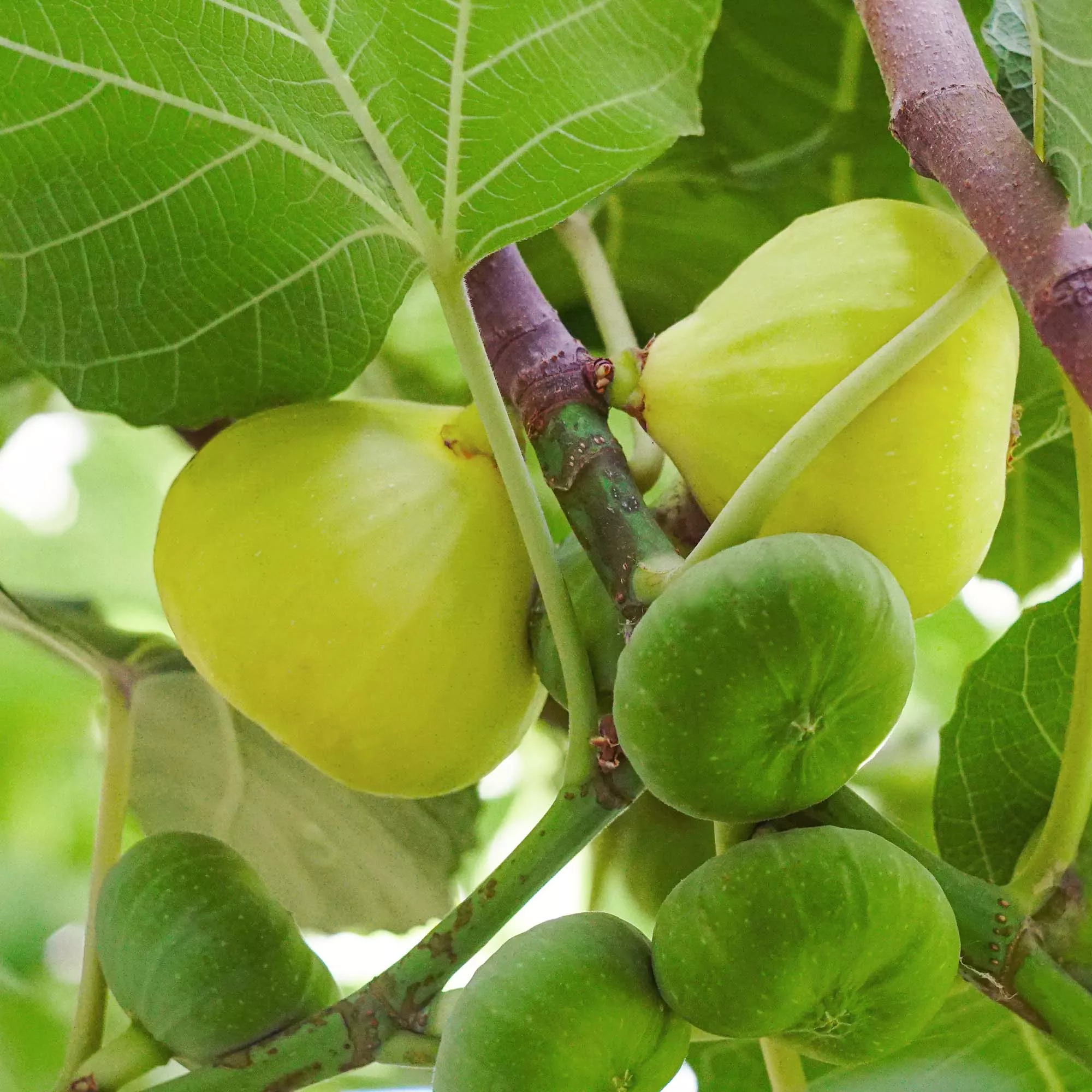 LSU Gold Fig Tree