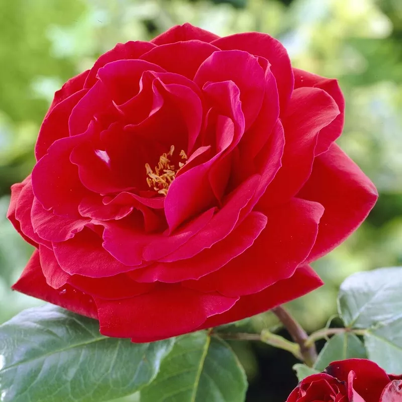 ‘Lucky Charm’ Hybrid Tea Rose|Plant in a 4.5L Pot|2 Plants in 4.5L Pots