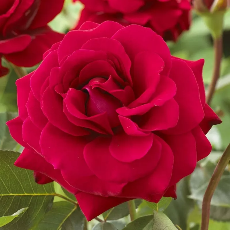 ‘Lucky Stars’ Patio Shrub Rose