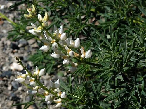 Lupinus albicaulis (Sickle-Keeled Lupine) Seed Packet WW