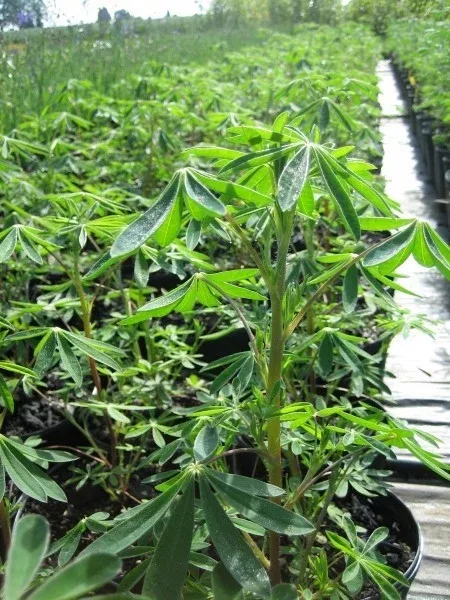 Lupinus albicaulis (Sickle-Keeled Lupine)
