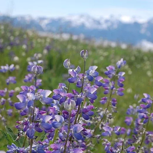 Lupinus latifolius (Broadleaf Lupine) Seed Packet WW