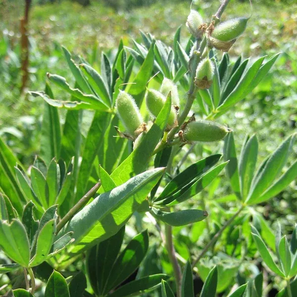 Lupinus latifolius (Broadleaf Lupine)