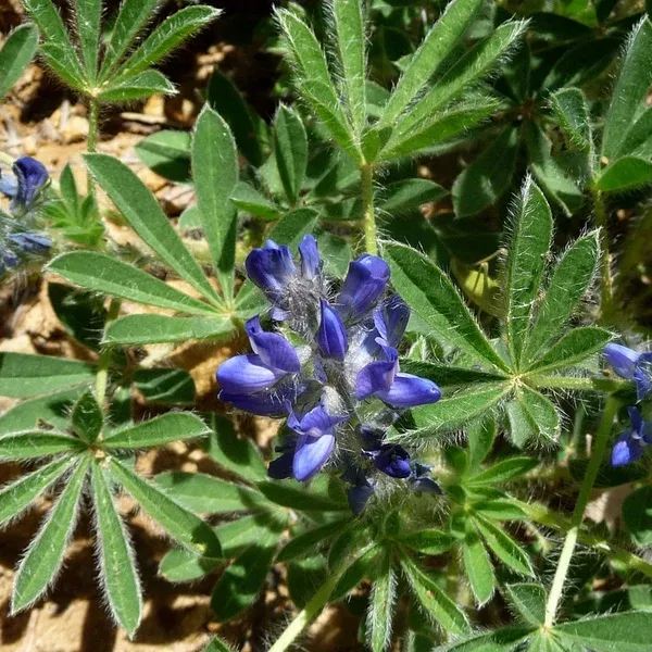 Lupinus micranthus (Small-Flowered Lupine) Seed Packet WW