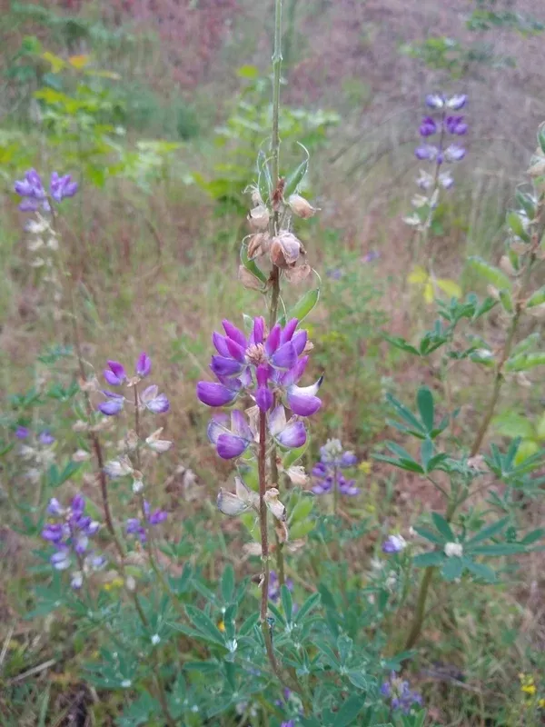 Lupinus Rivularis (River Lupine) Seed Packet
