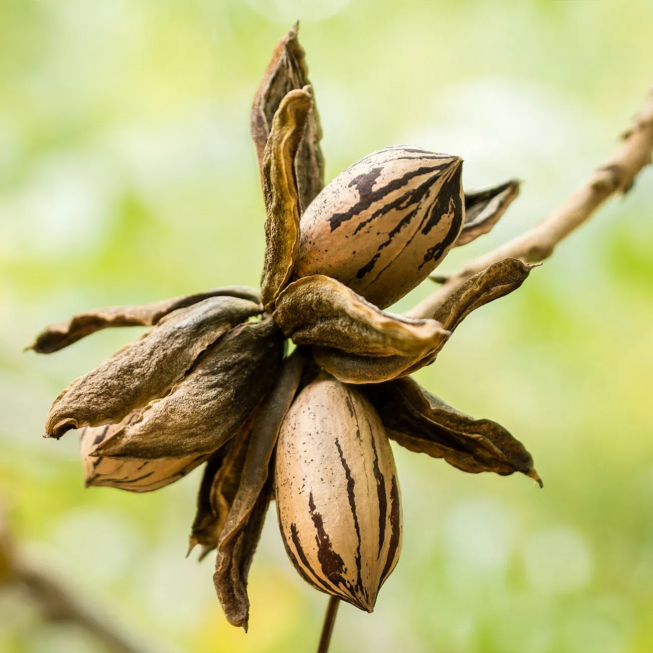 Mandan Pecan Tree | Type 1 Pollinator