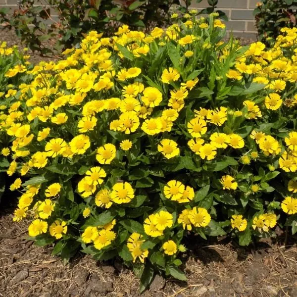Mariachi™ Sombrero Sneezeweed