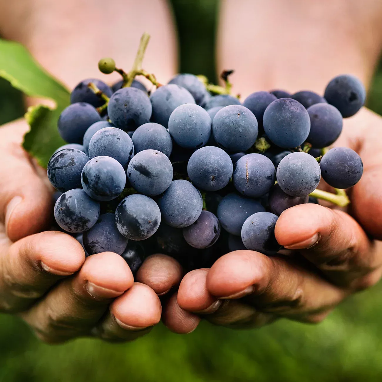 Mars Seedless Grape Vine