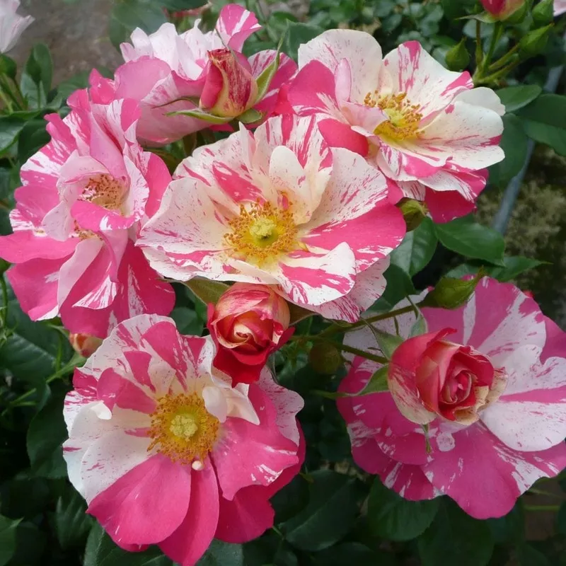‘Mind Games’ Floribunda Rose|Plant in a 4.5L Pot|3 Plants in 4.5L Pots