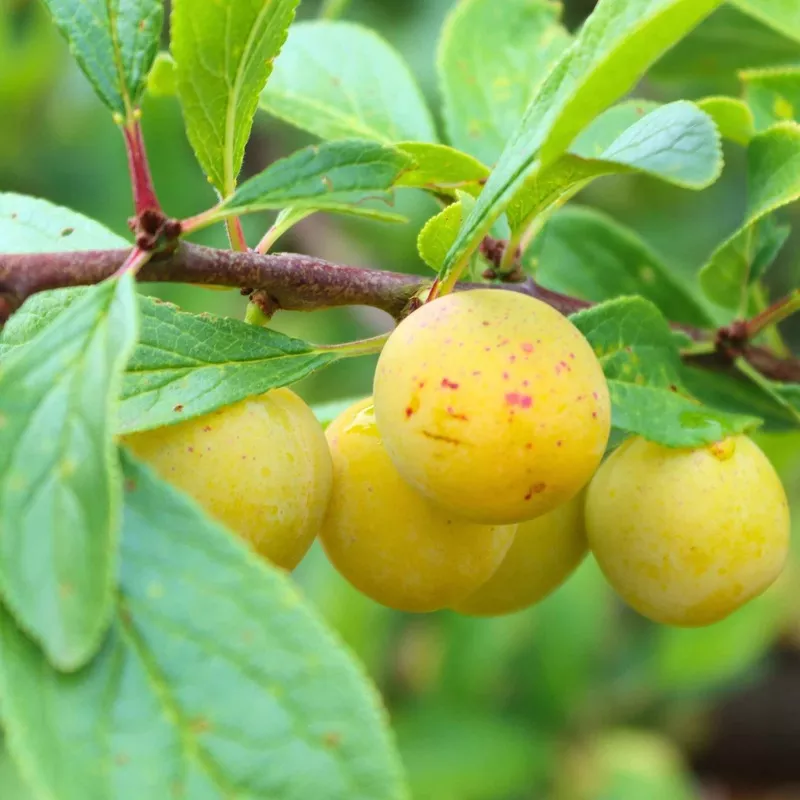‘Mirabelle De Nancy’ Plum Tree
