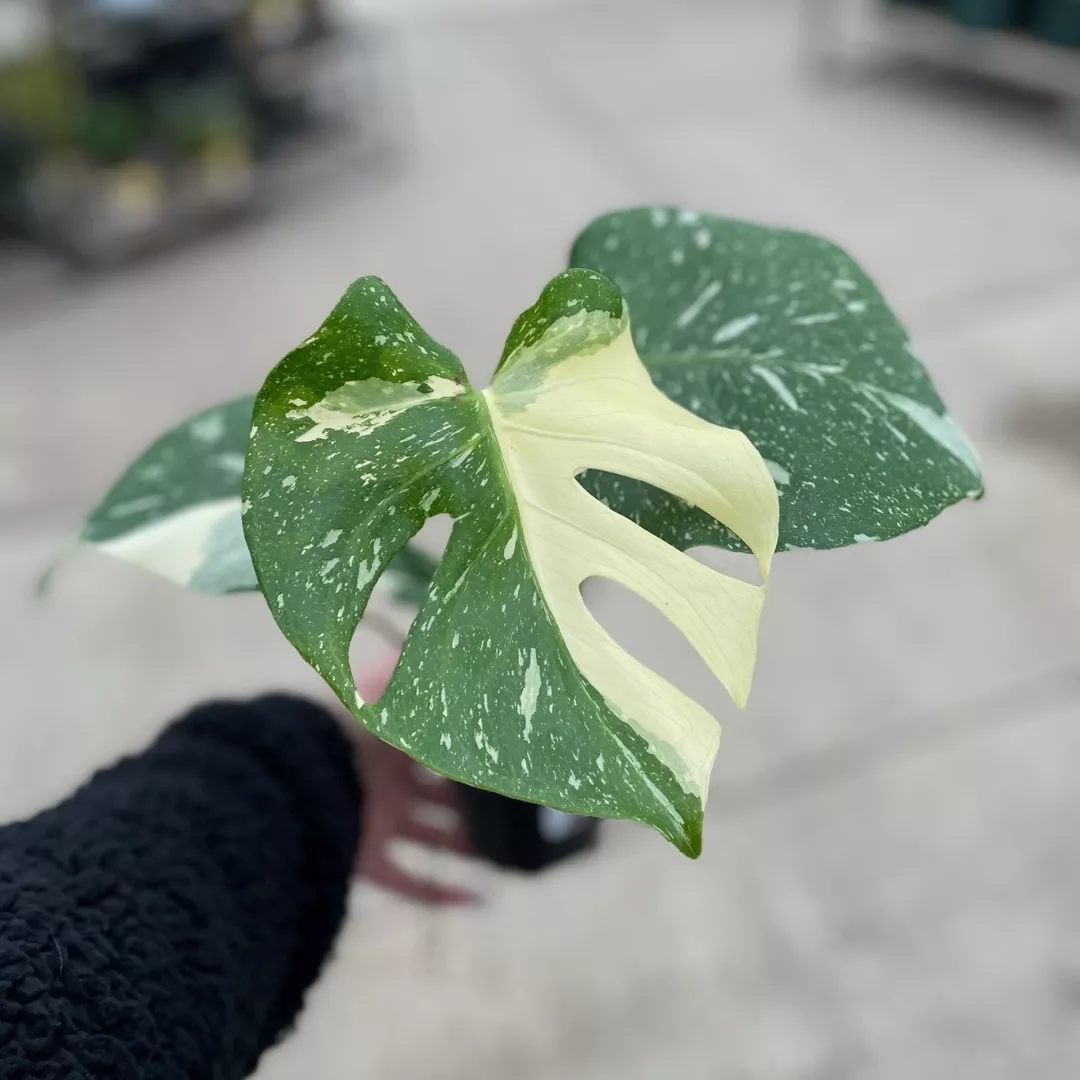 Monstera ‘Thai Constellation’ (6″ pot)