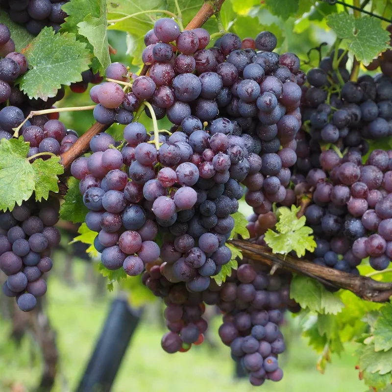 ‘Muscat Bleu’ Grape Vine|Vine in a 3L Pot|3 Vines in 3L Pots