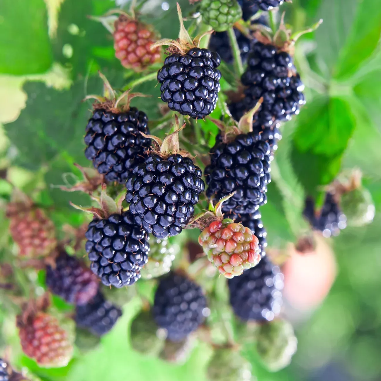 Natchez Blackberry Bush