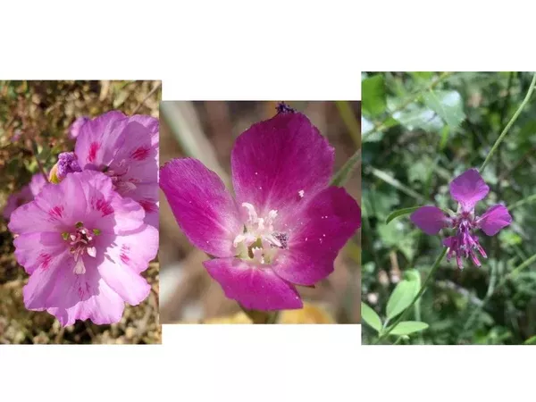 Native Clarkia Seed Mix