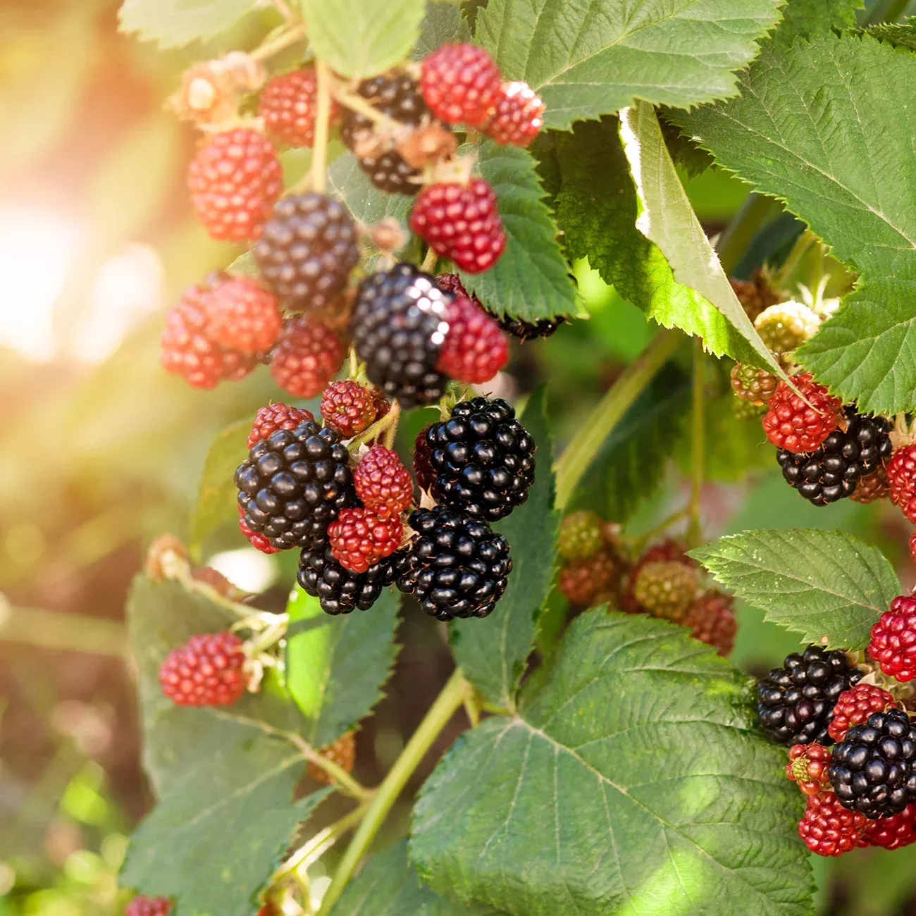Navaho Blackberry Bush