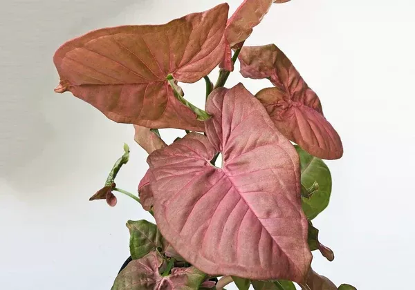 Nephthytis -6” plant