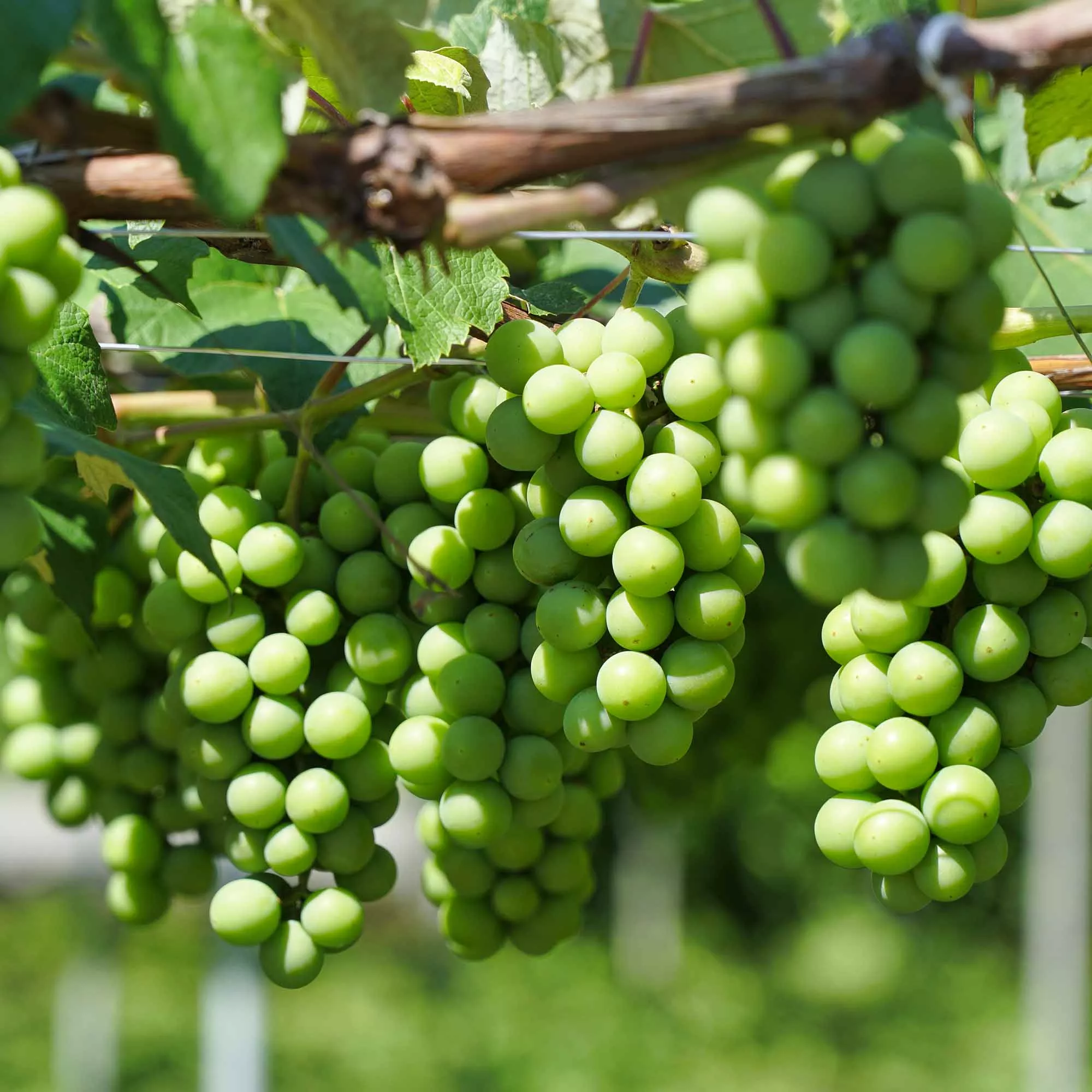 Niagara Grape Vine
