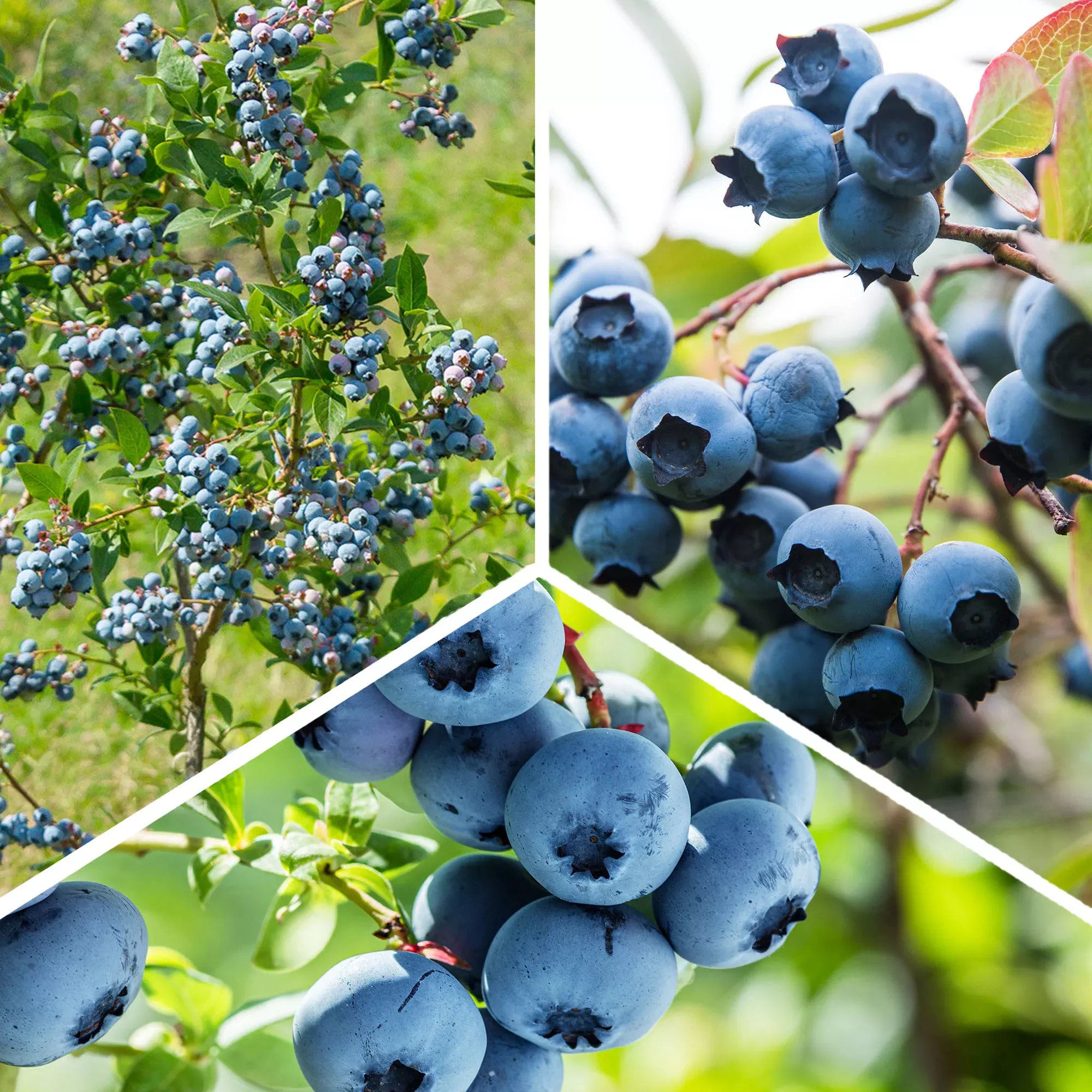 Northern Highbush Blueberry Variety Pack