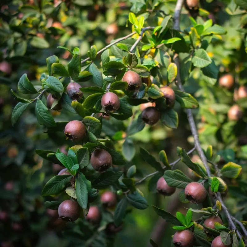 ‘Nottingham’ Medlar Tree|2 Year Old Tree in a 9L Pot|4 Year Old Mature Tree in an 18L Pot|2 Year Old Bare Root Tree
