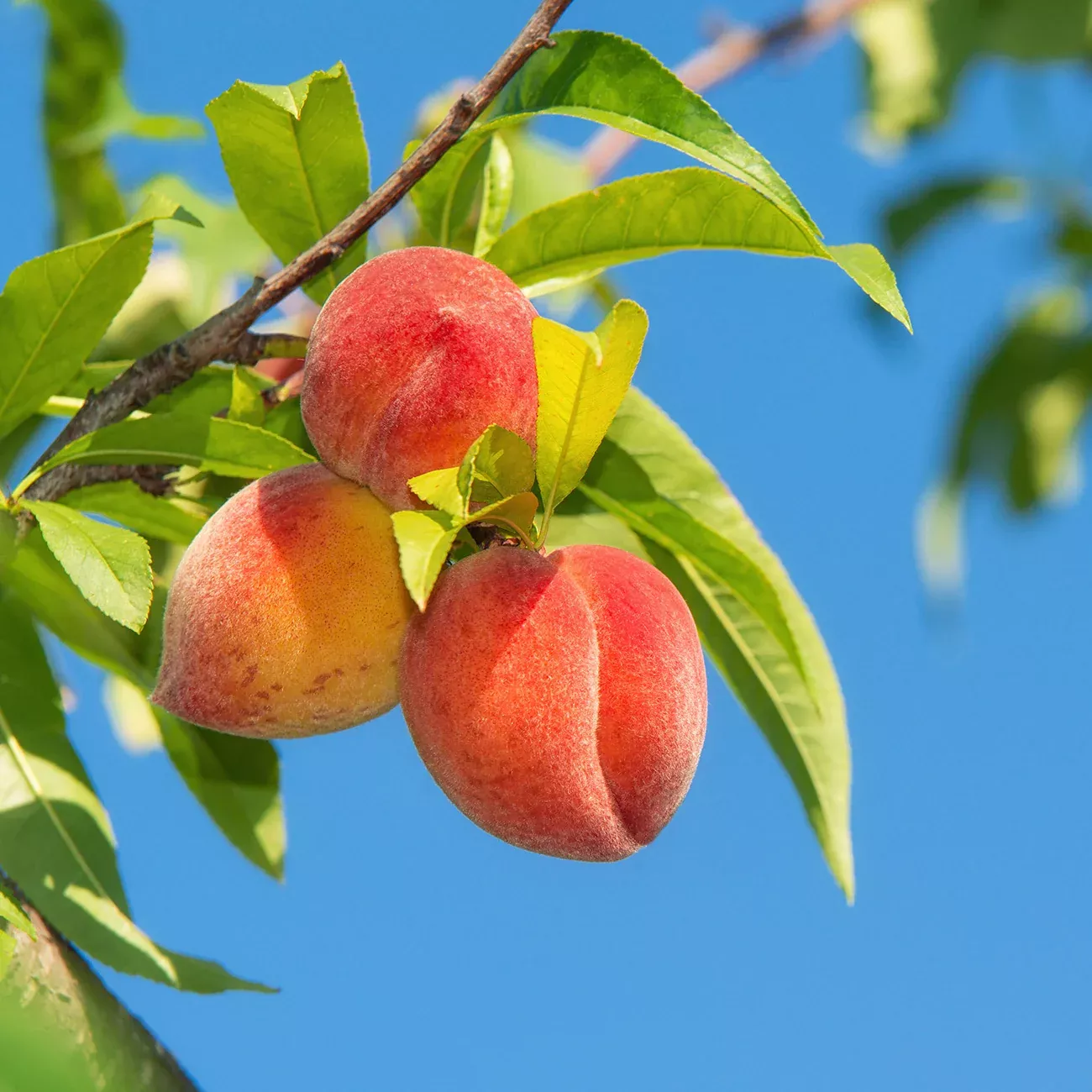 O'Henry Peach Tree