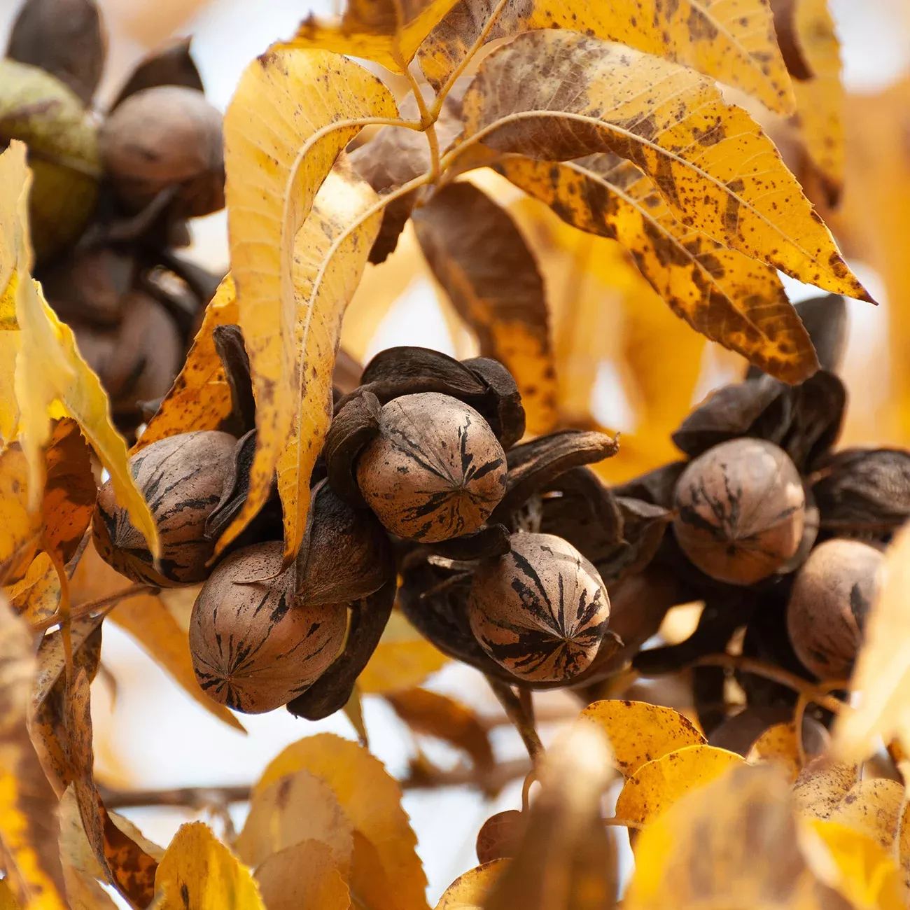 Oconee Pecan Tree | Type 1 Pollinator