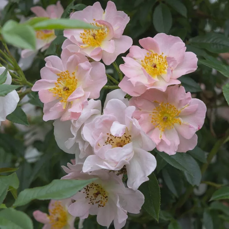 ‘Open Arms’ Climbing Rose|Plant in a 4.5L Pot|2 Plants in 4.5L Pots