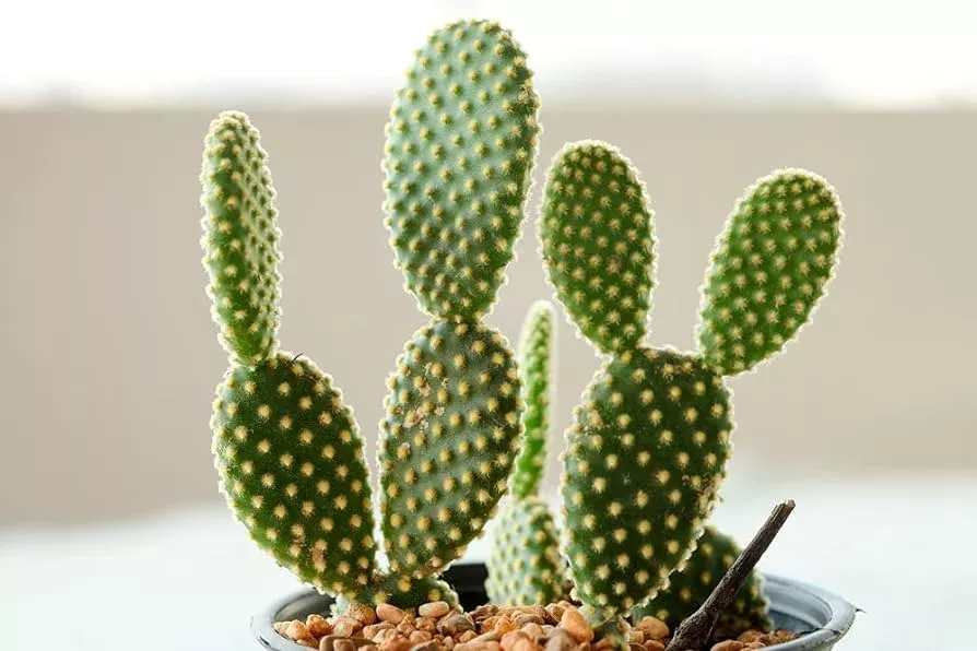 Opuntia ‘Bunny Ear’ - 3” plant