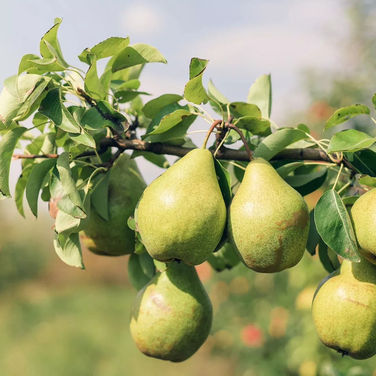 Orient Pear Tree