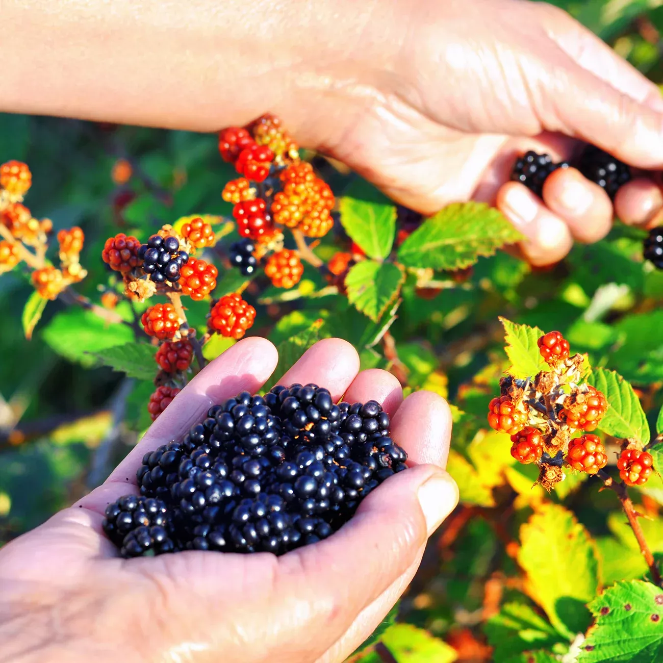 Osage Blackberry Bush