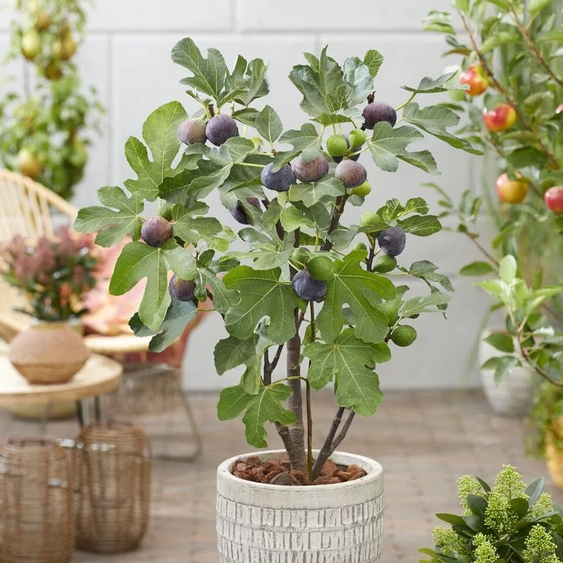 ‘Osborn’s Prolific’ Fig Tree|Plant in a 3L Pot|Tree in a 10L Pot